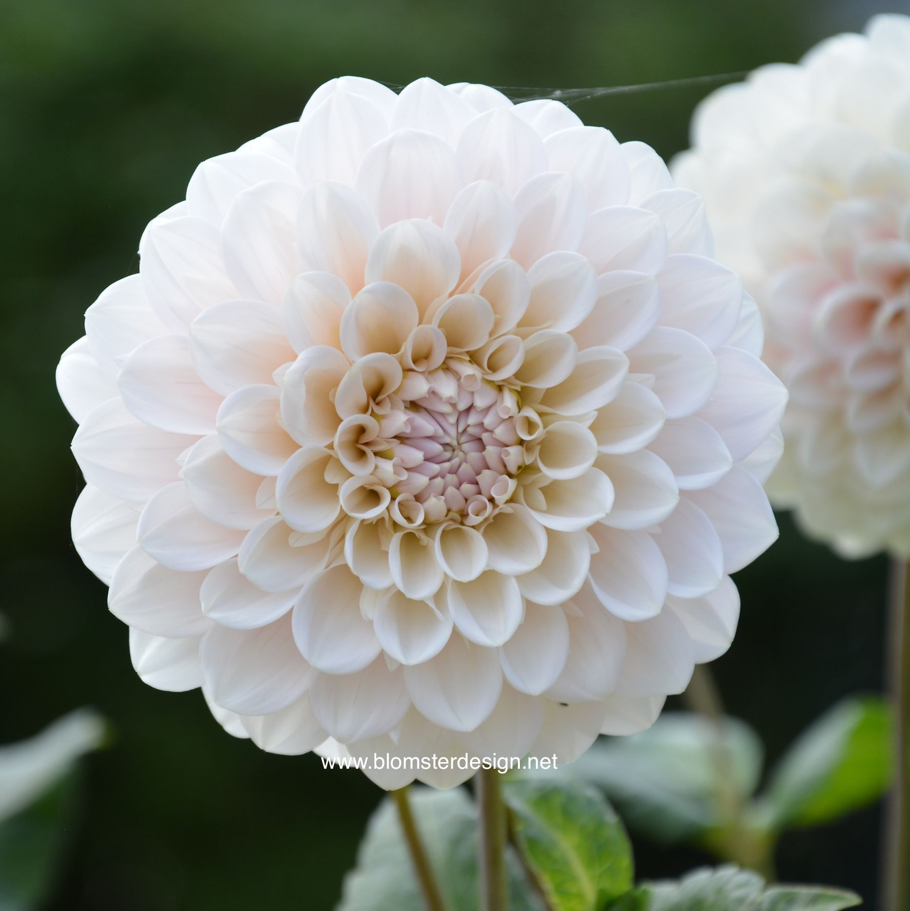 Dahlia Sweet Nathalie