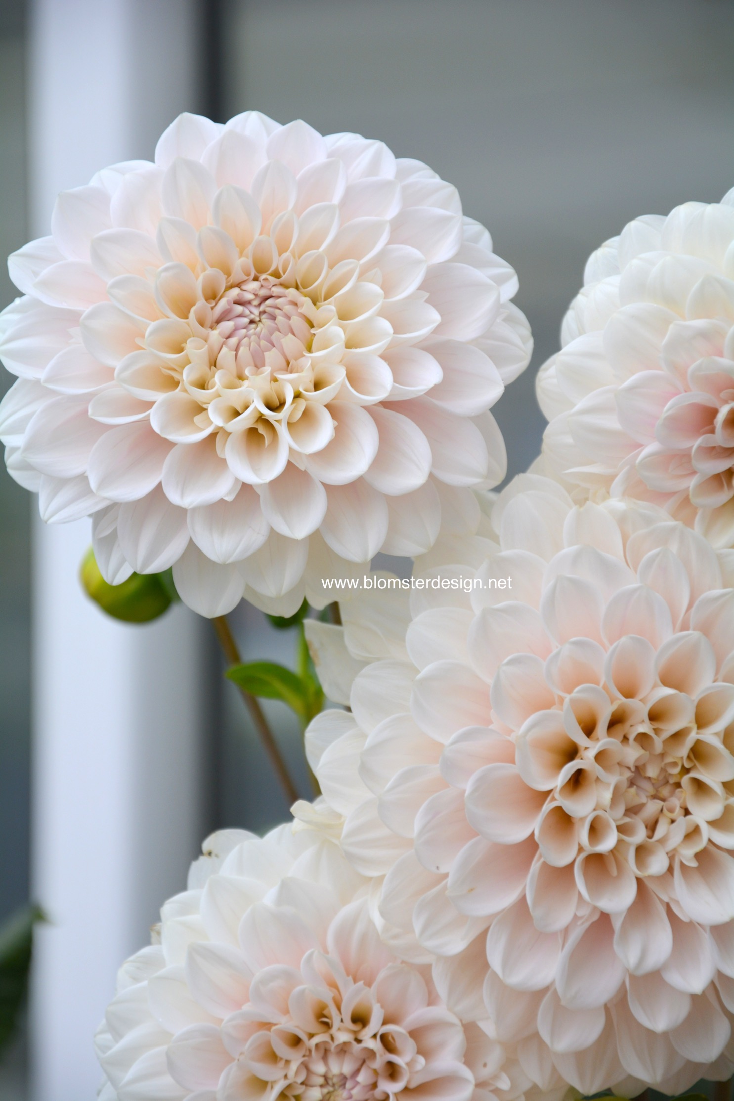 Dahlia Sweet Nathalie - 3