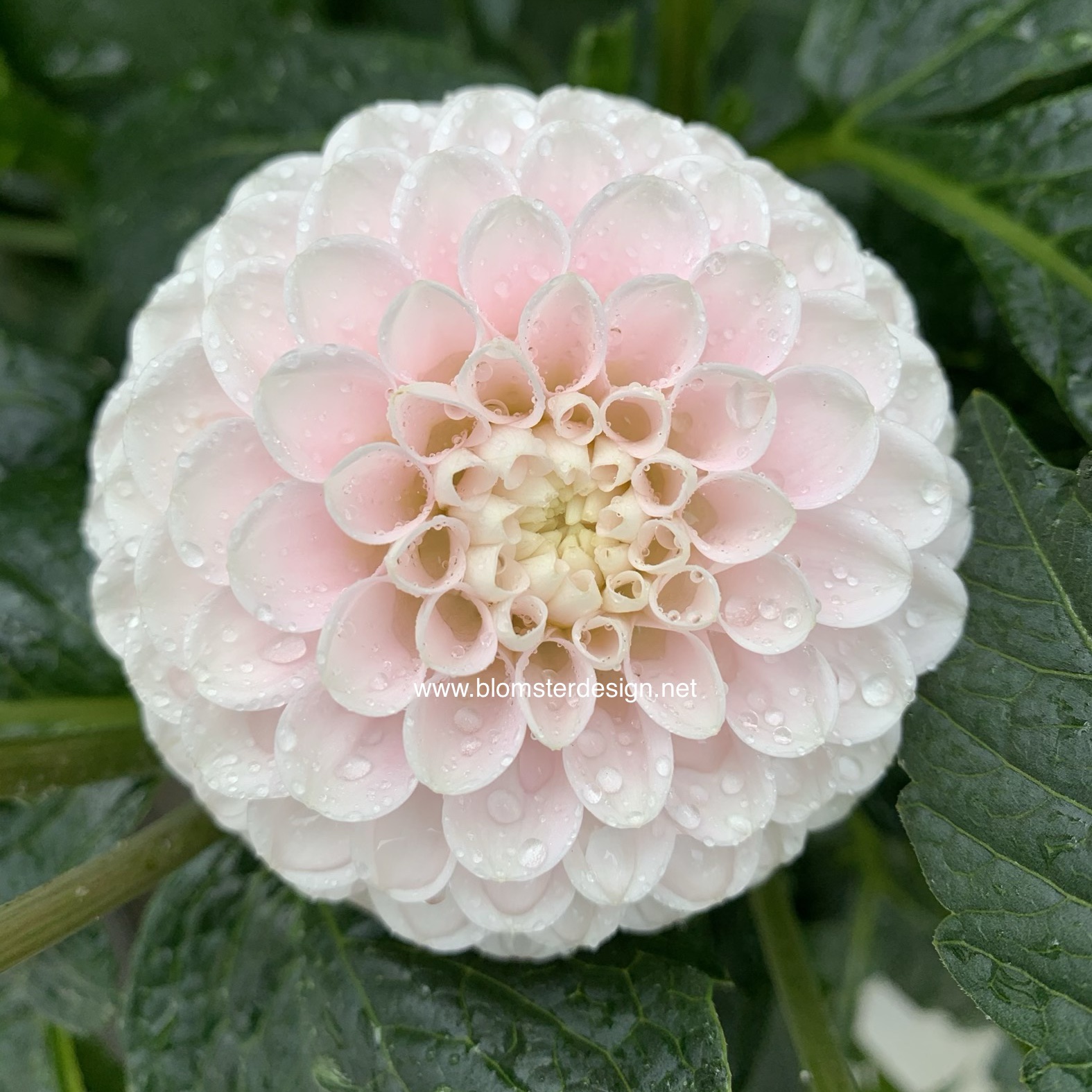 Dahlia White wizard / light wizard - 3
