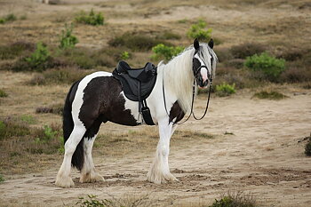  Barefoot® Saddle 'JustAdjust' 