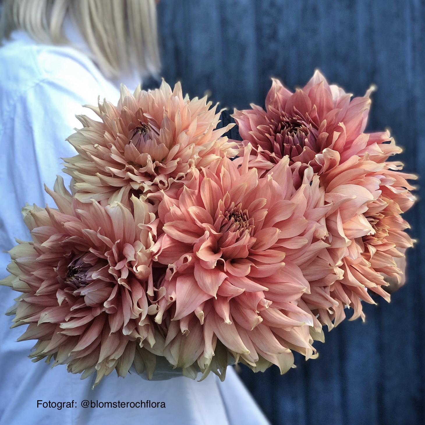 Dahlia Fairway Spur
