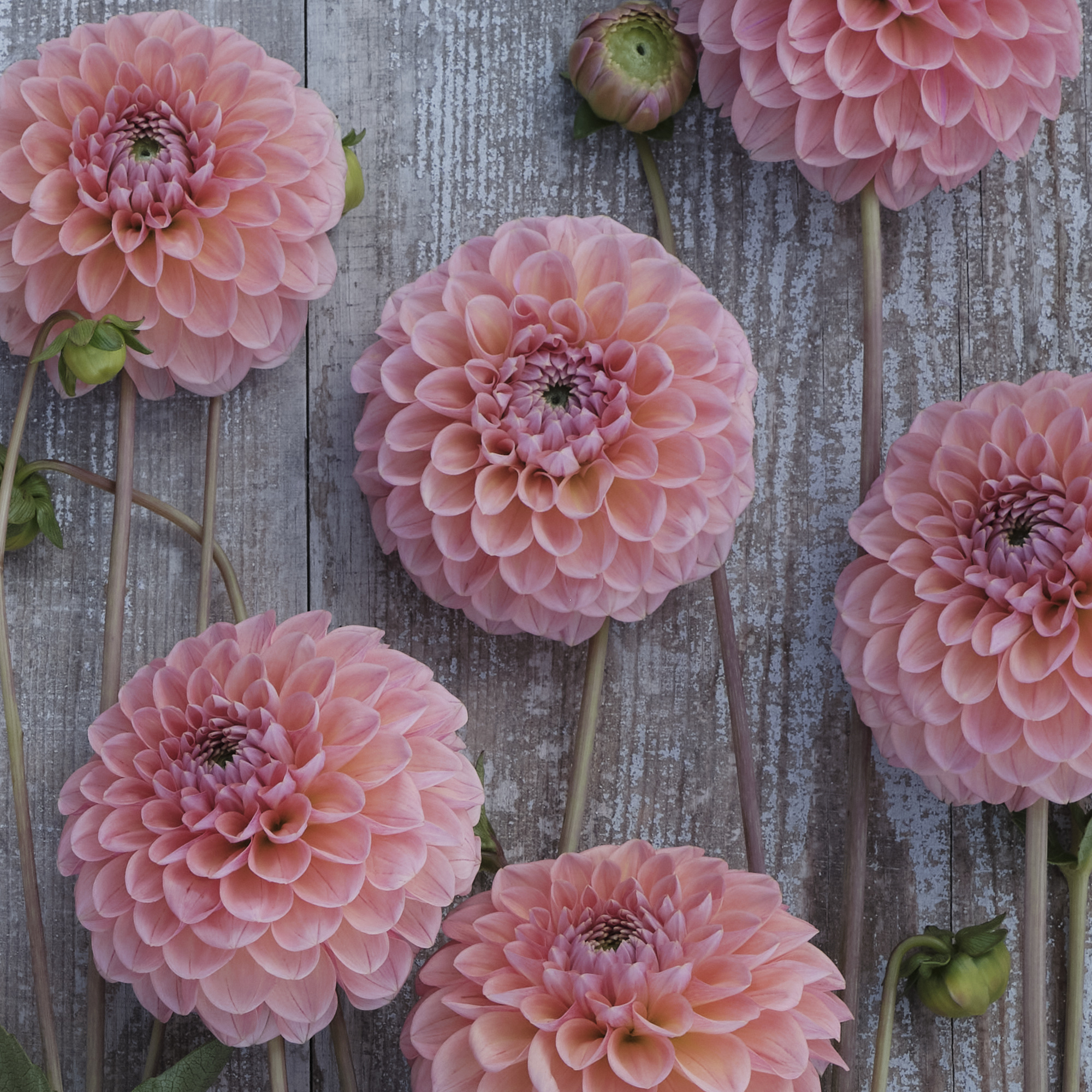 Dahlia Linda’s baby - 3