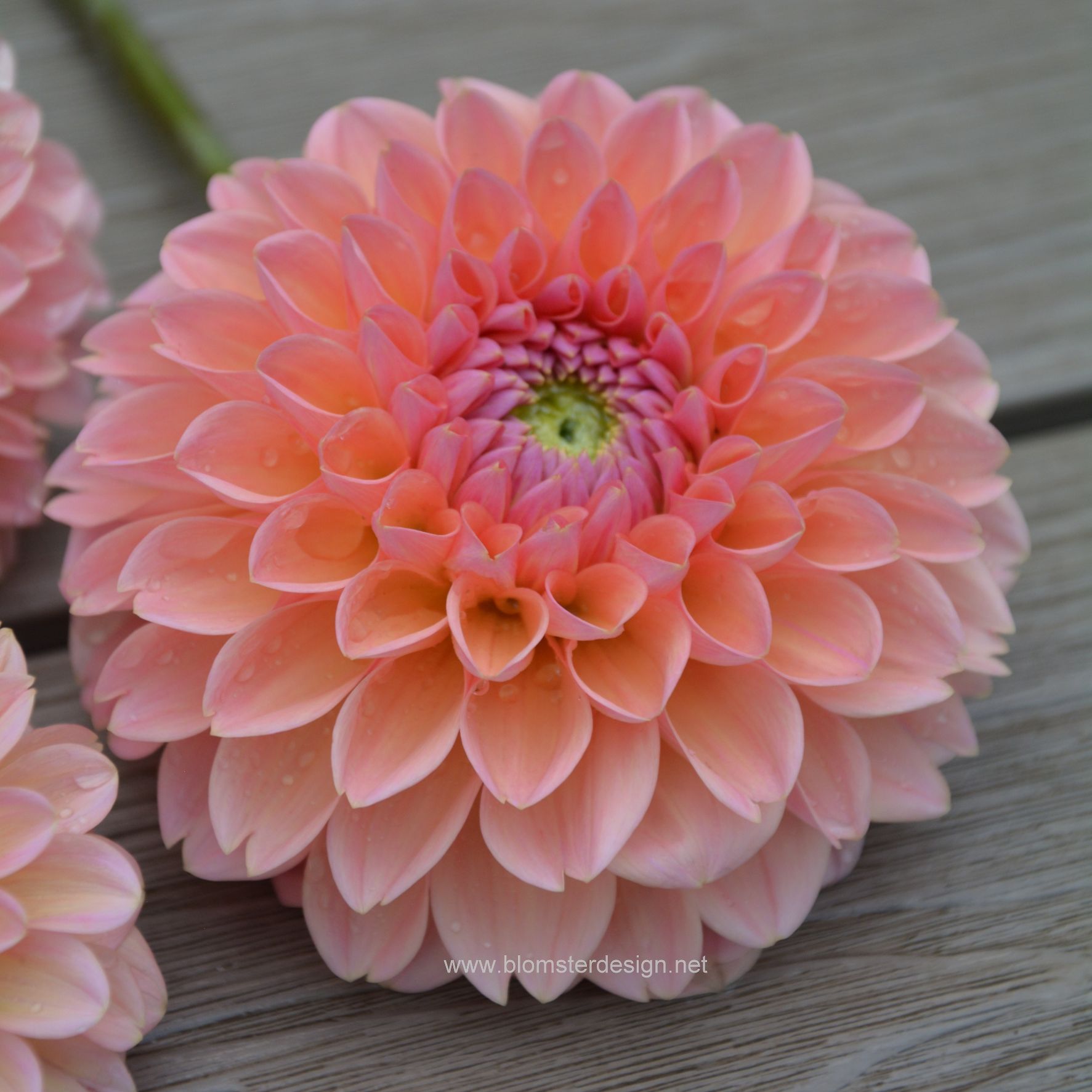 Dahlia Linda’s baby - 6