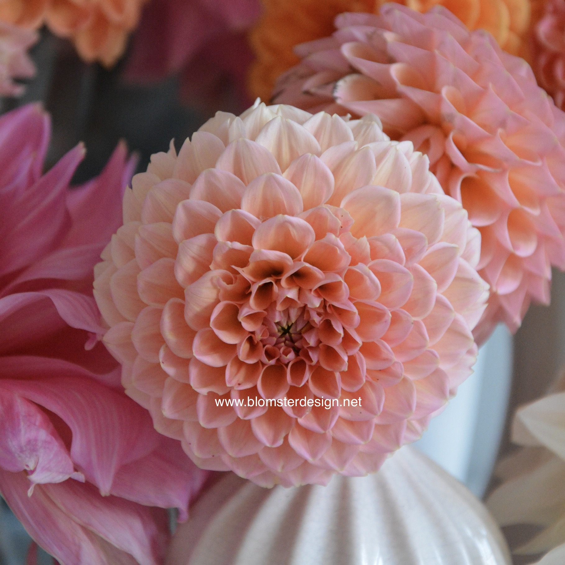 Dahlia Linda’s baby - 4