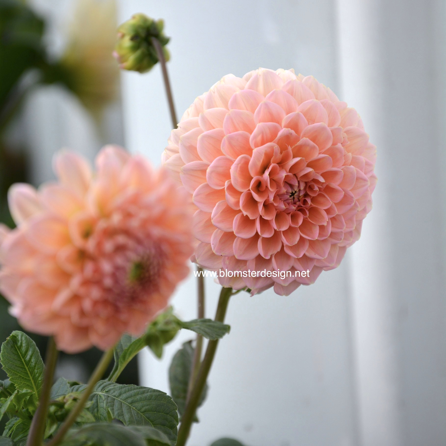 Dahlia Linda’s baby - 5