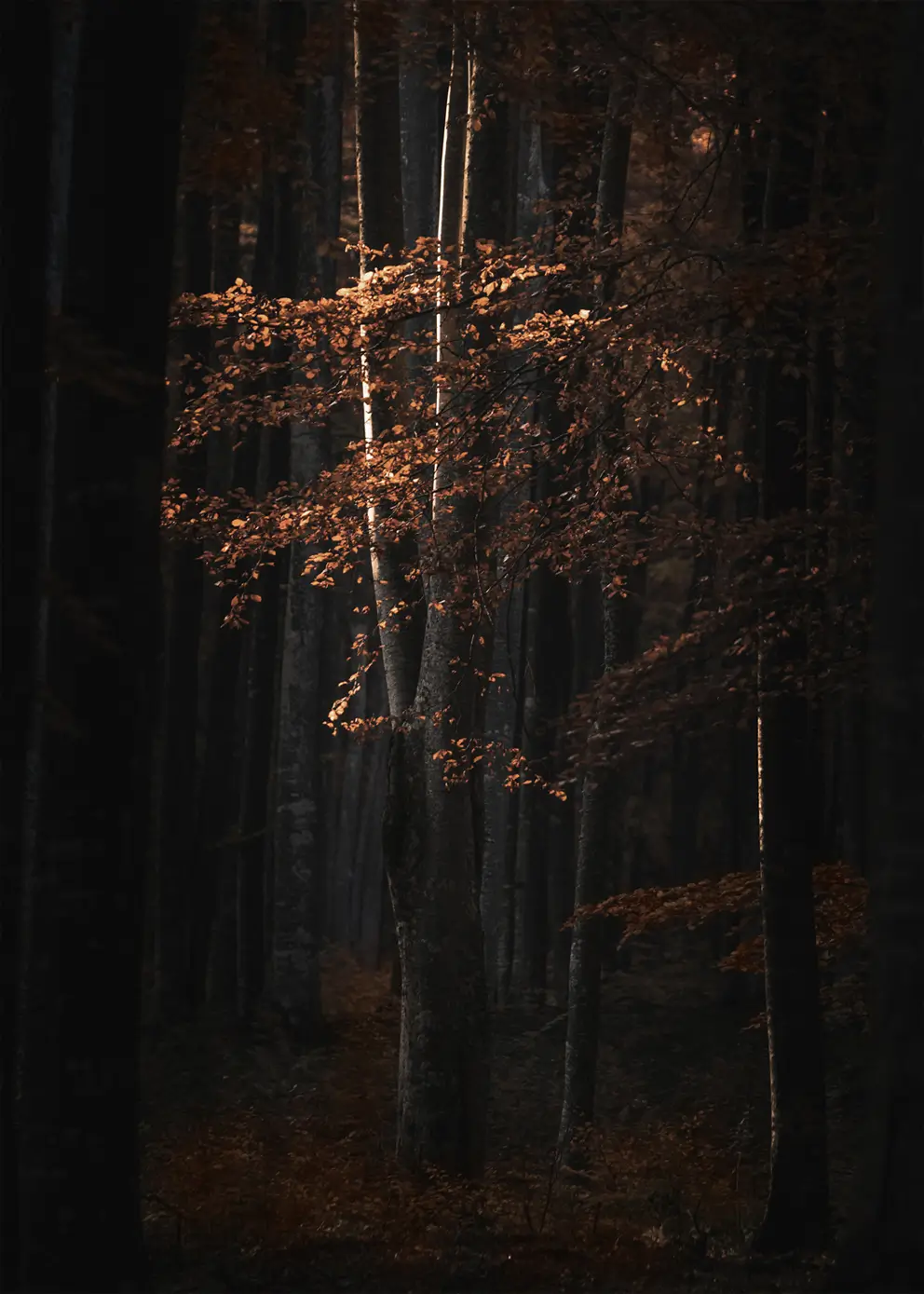 golden-tree-oplyst-tr-i-m-rk-skov-canvasbutik