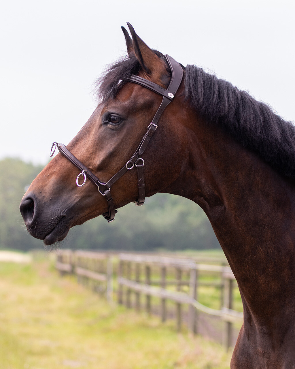 Ridkapson QHP, kedja (ponny till X-full), svart - 6