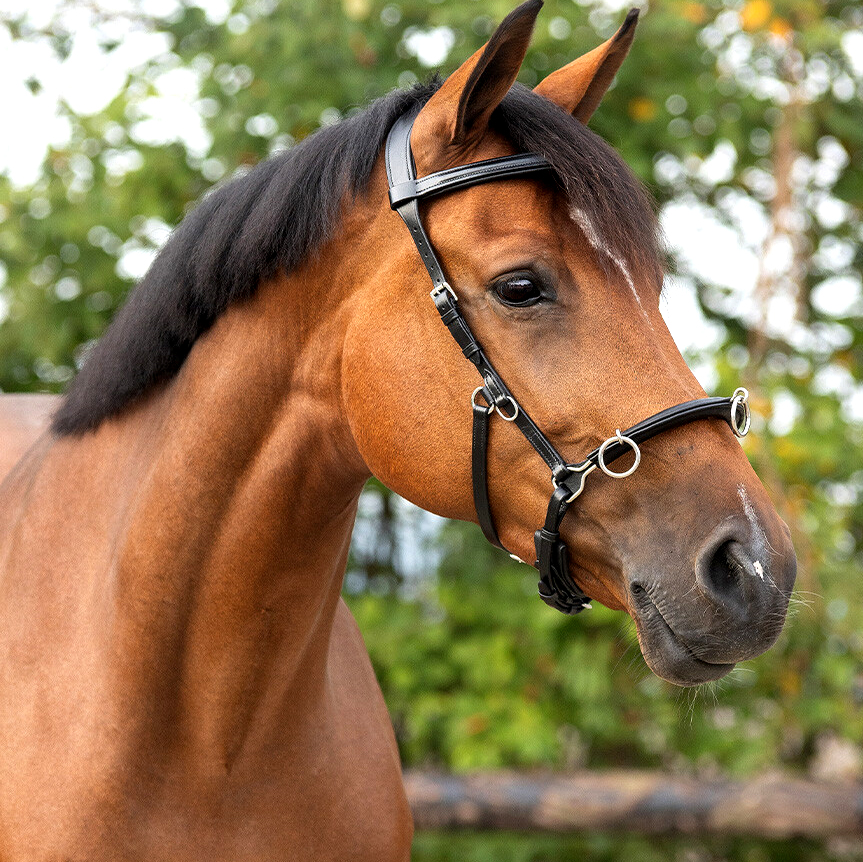 Ridkapson QHP, kedja (ponny till X-full), svart
