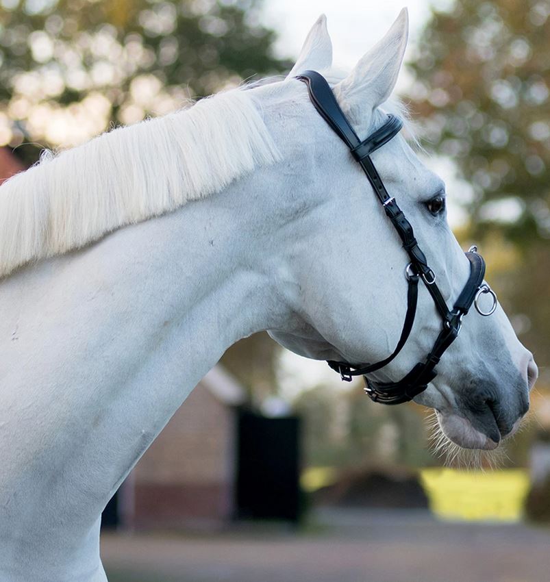 Ridkapson QHP, kedja (ponny till X-full), svart - 9