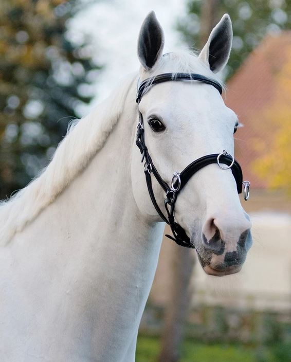 Ridkapson QHP, kedja (ponny till X-full), svart - 8