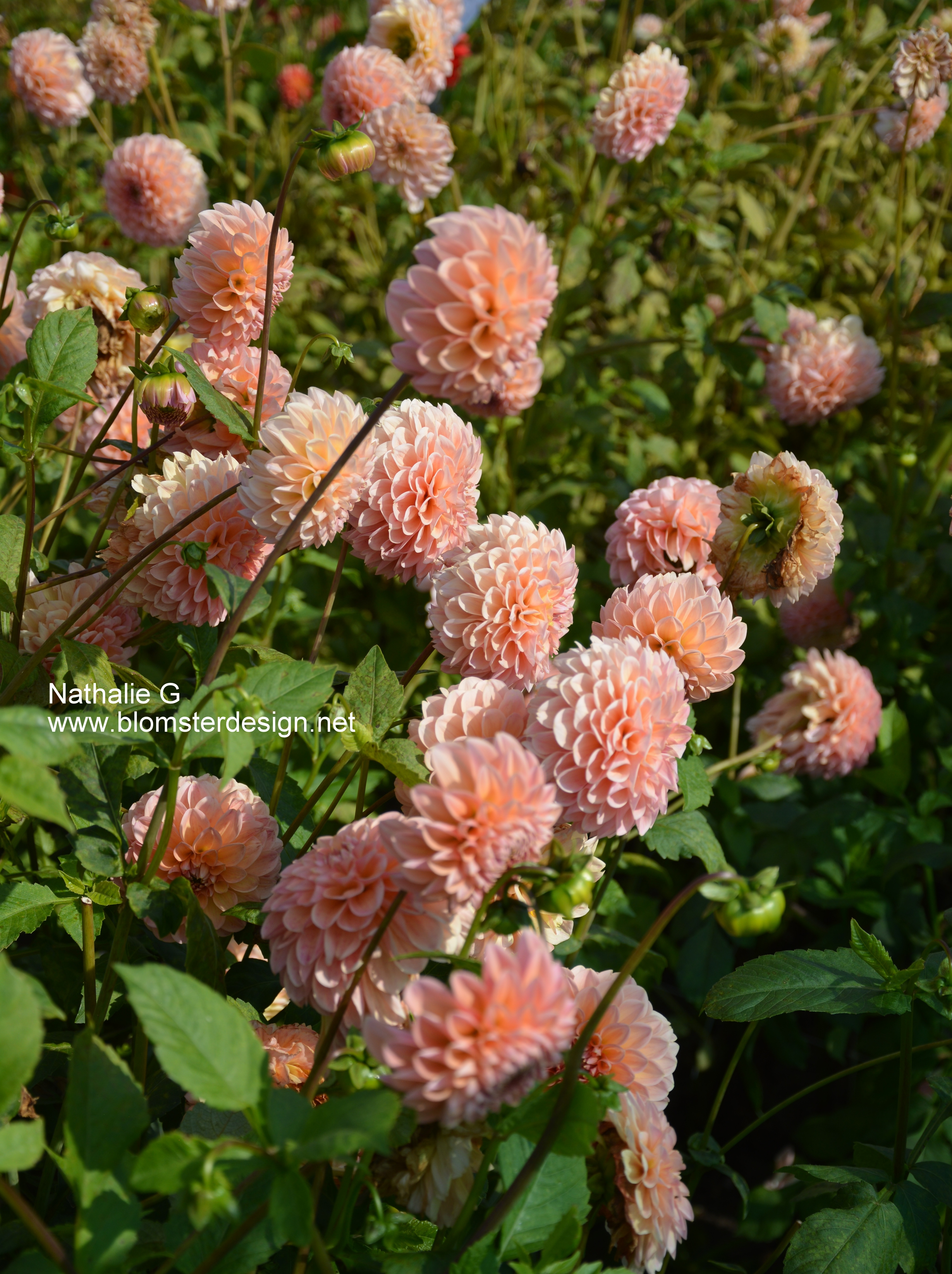 Dahlia Natalie G / Nathalie G - 3