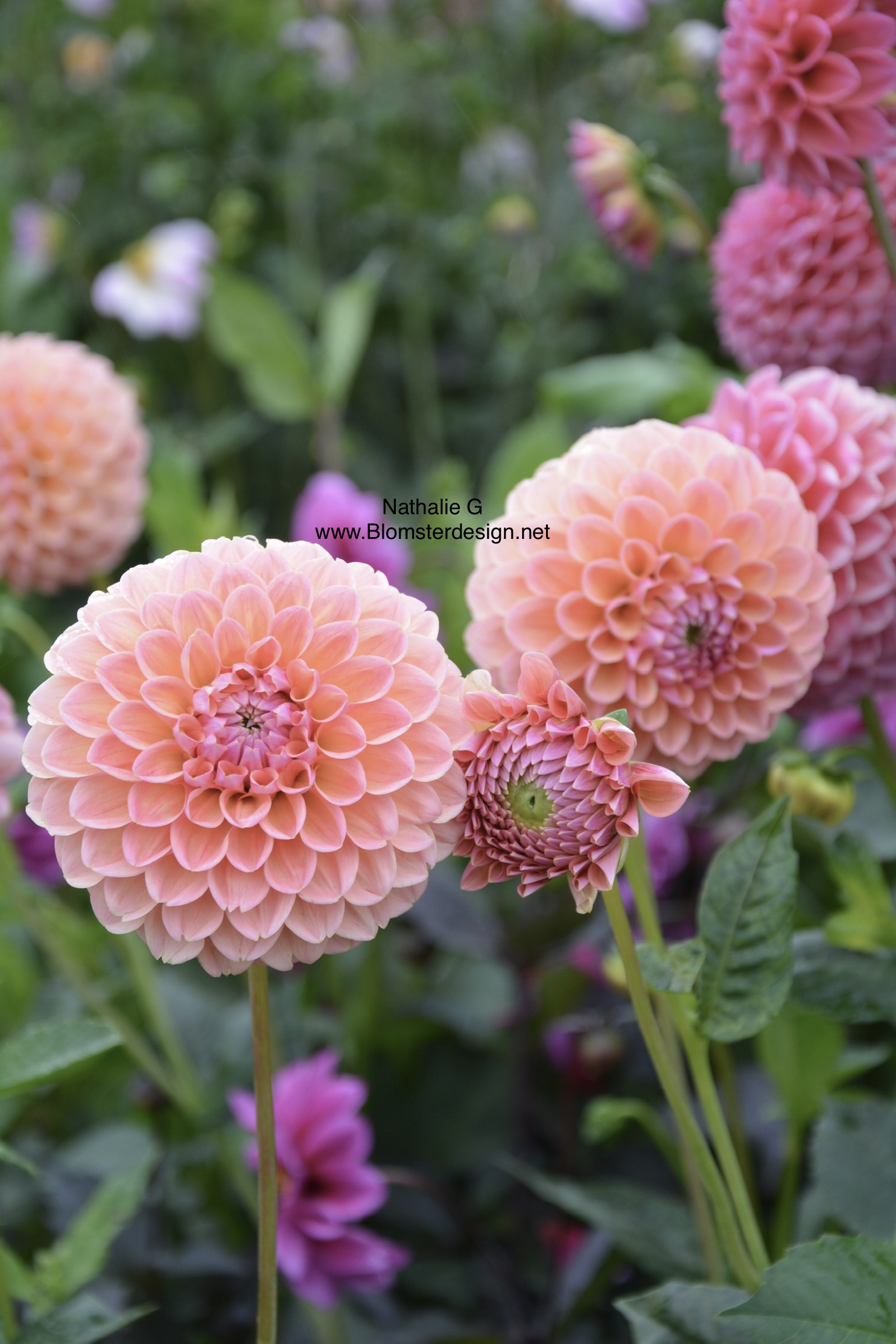 Dahlia Natalie G / Nathalie G - 7