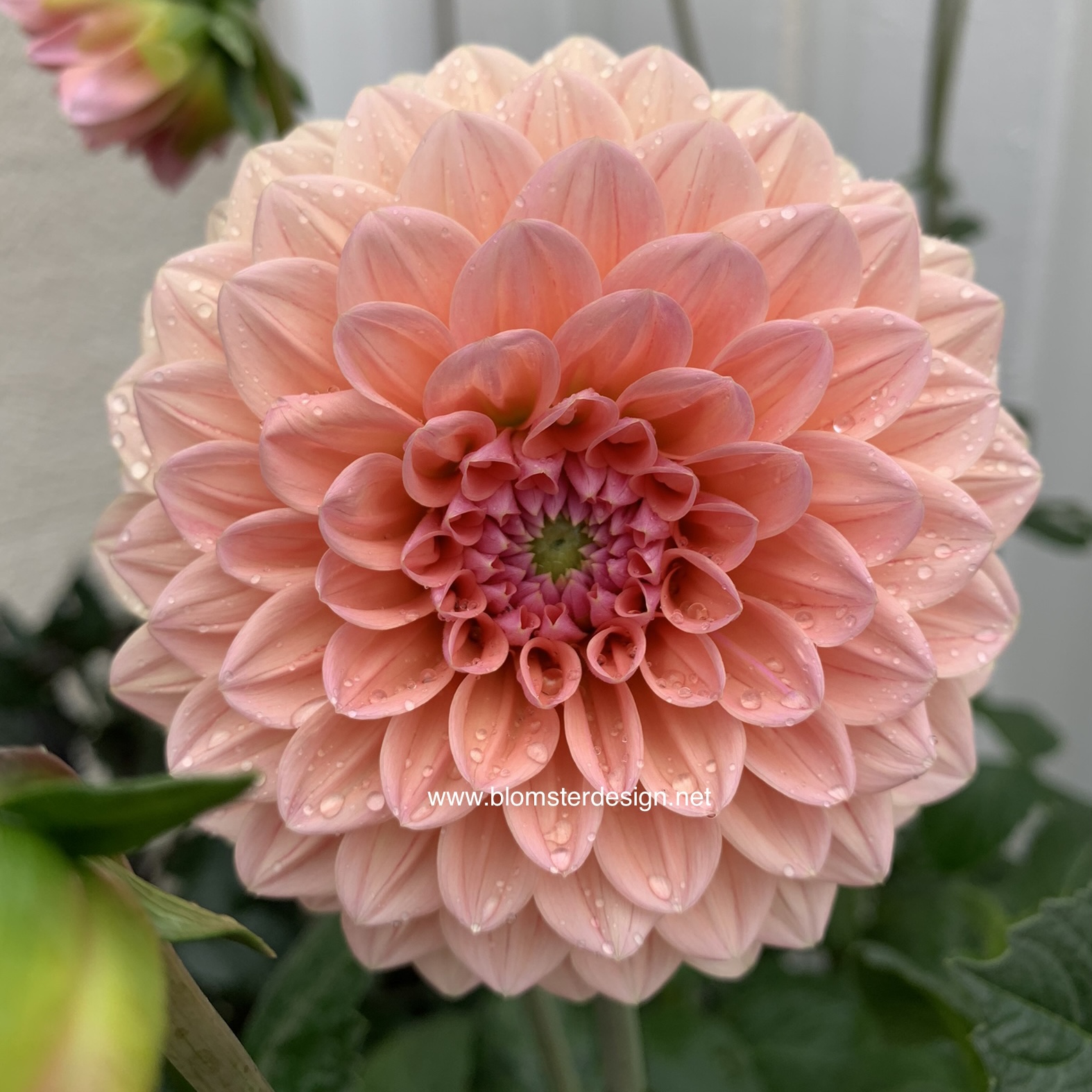 Dahlia Natalie G / Nathalie G - 5