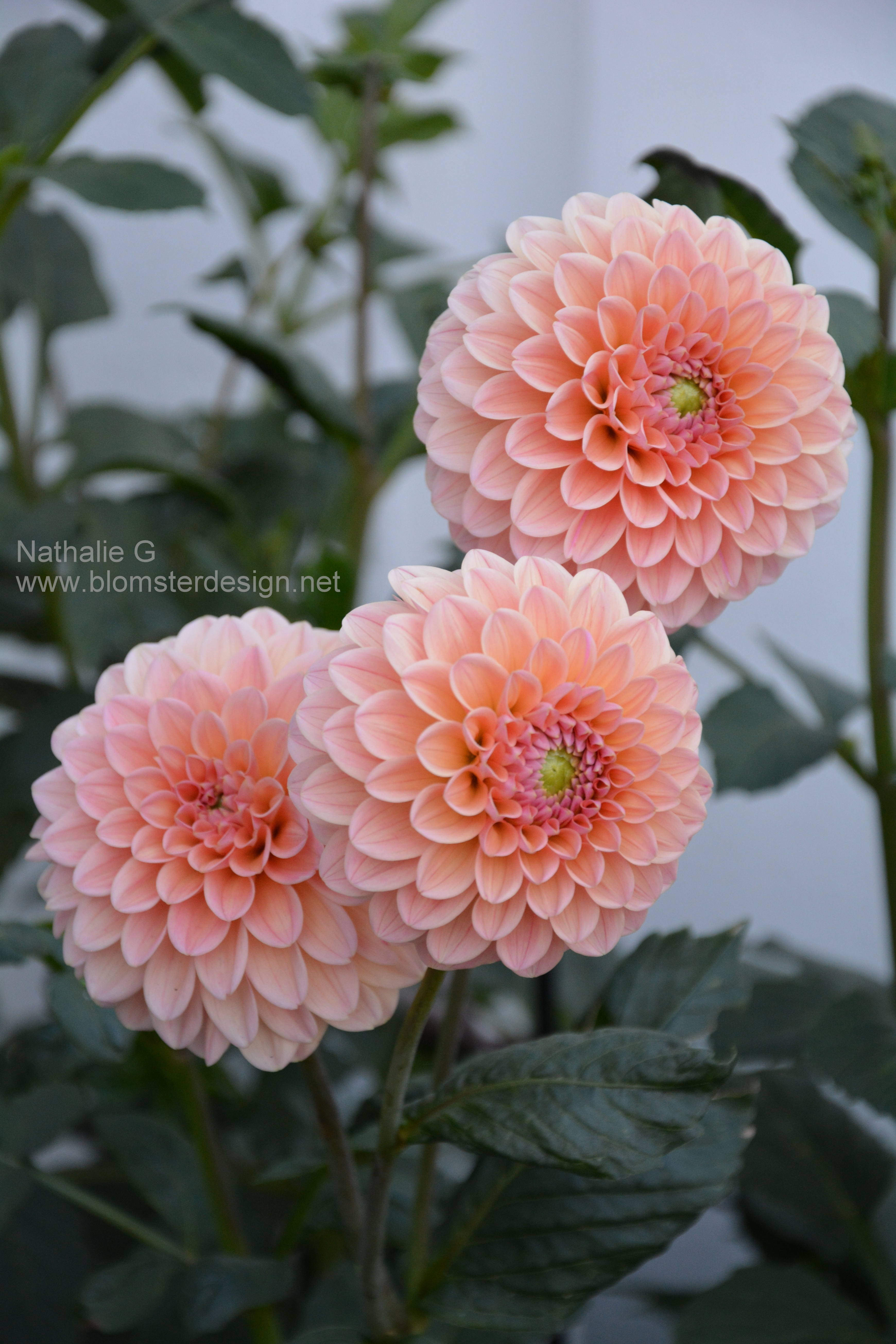 Dahlia Natalie G / Nathalie G - 4