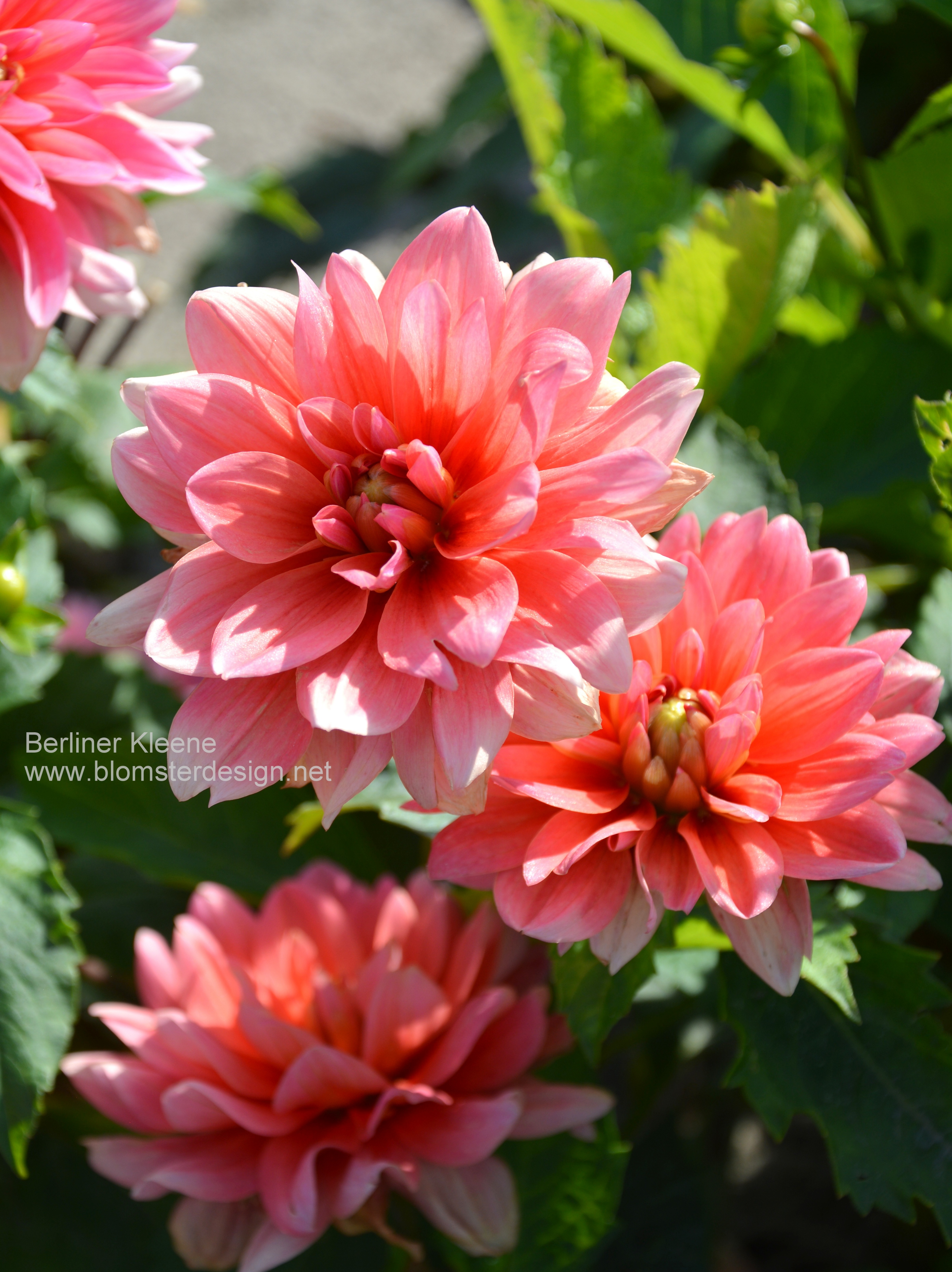 Dahlia Berliner Kleene