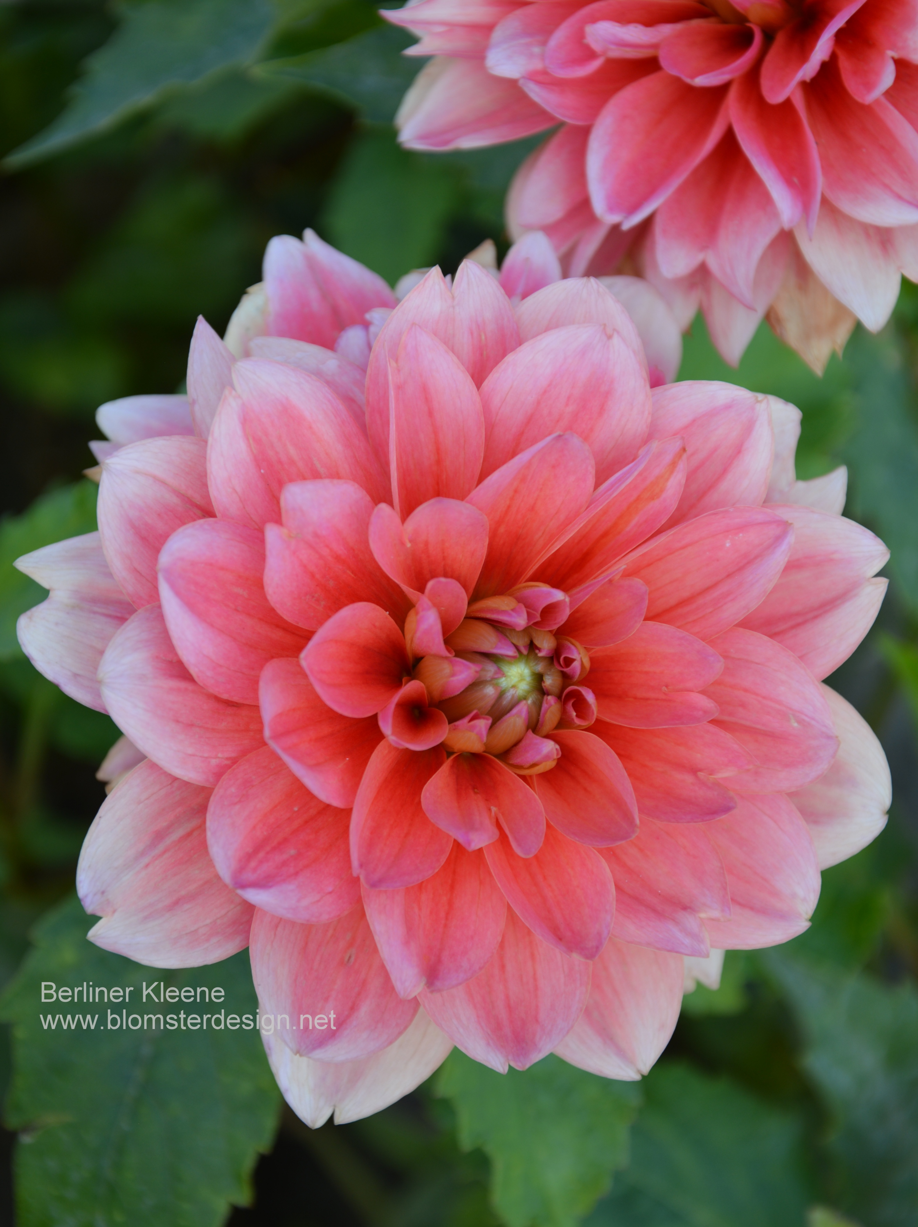 Dahlia Berliner Kleene - 3