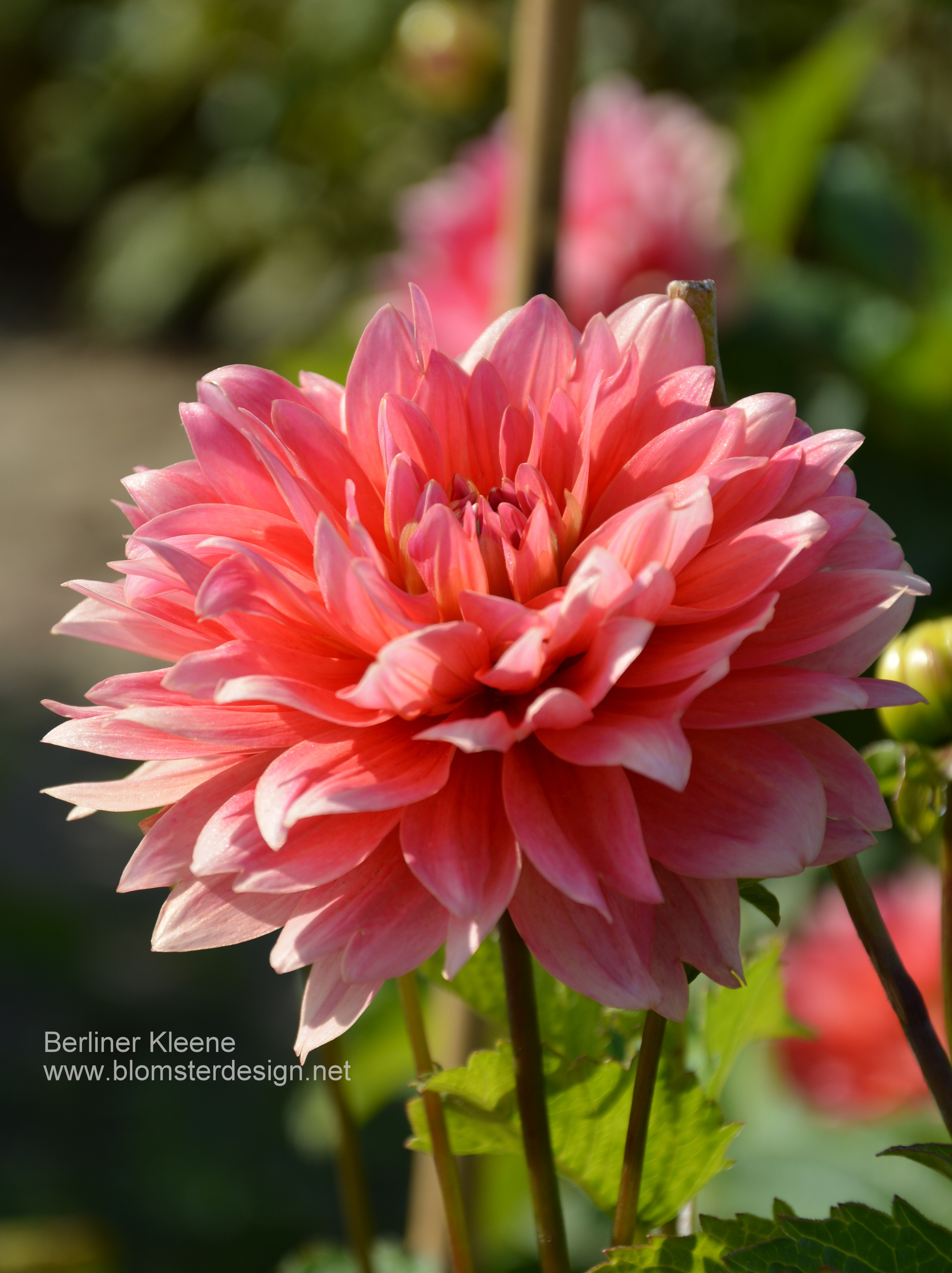 Dahlia Berliner Kleene