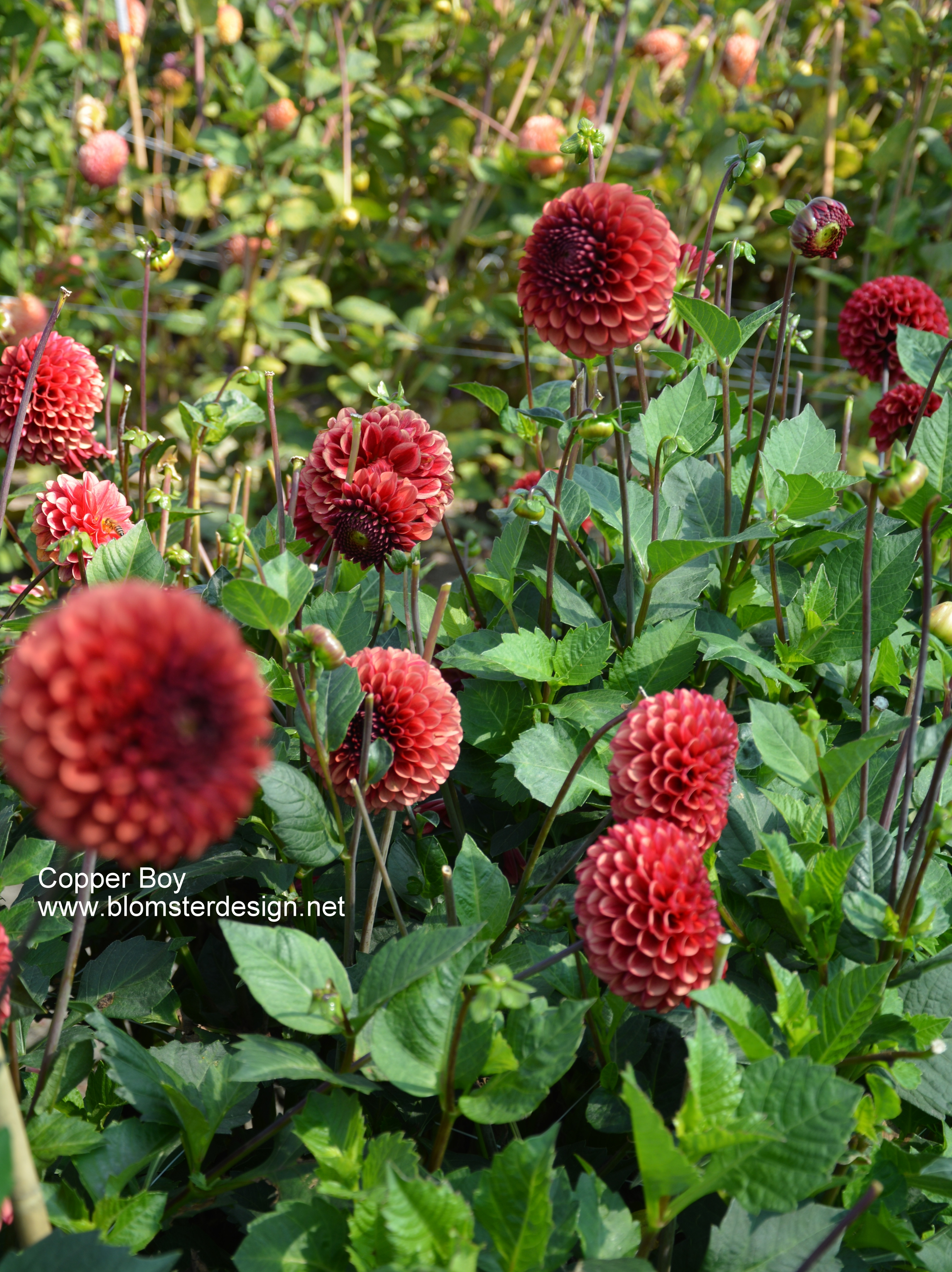 Dahlia Copper Boy  - 4