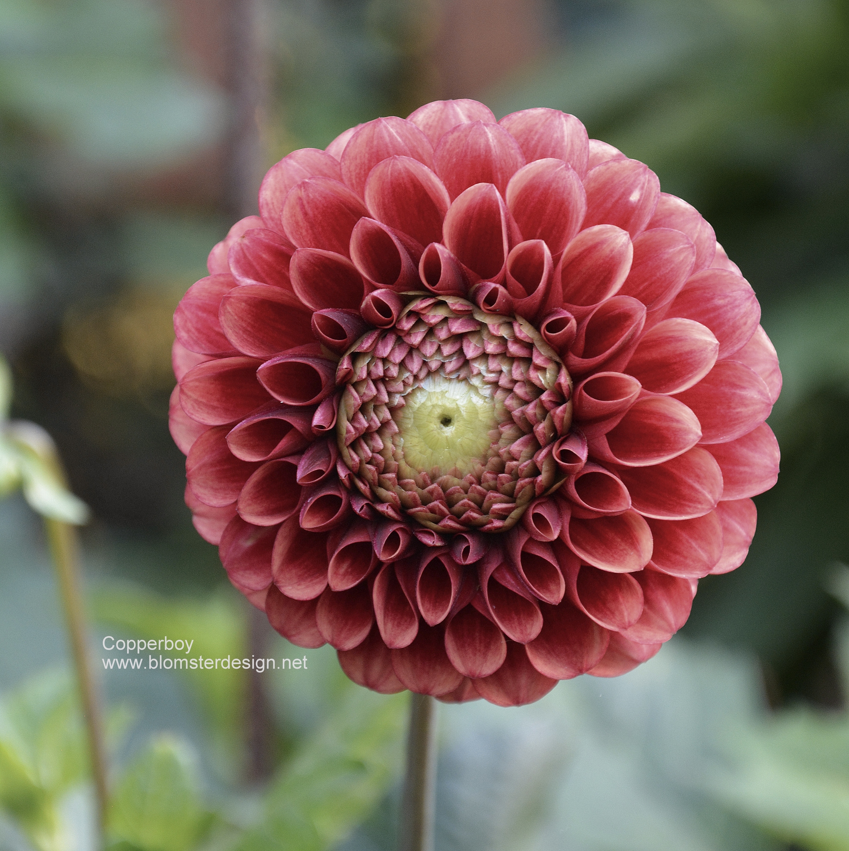 Dahlia Copper Boy  - 3