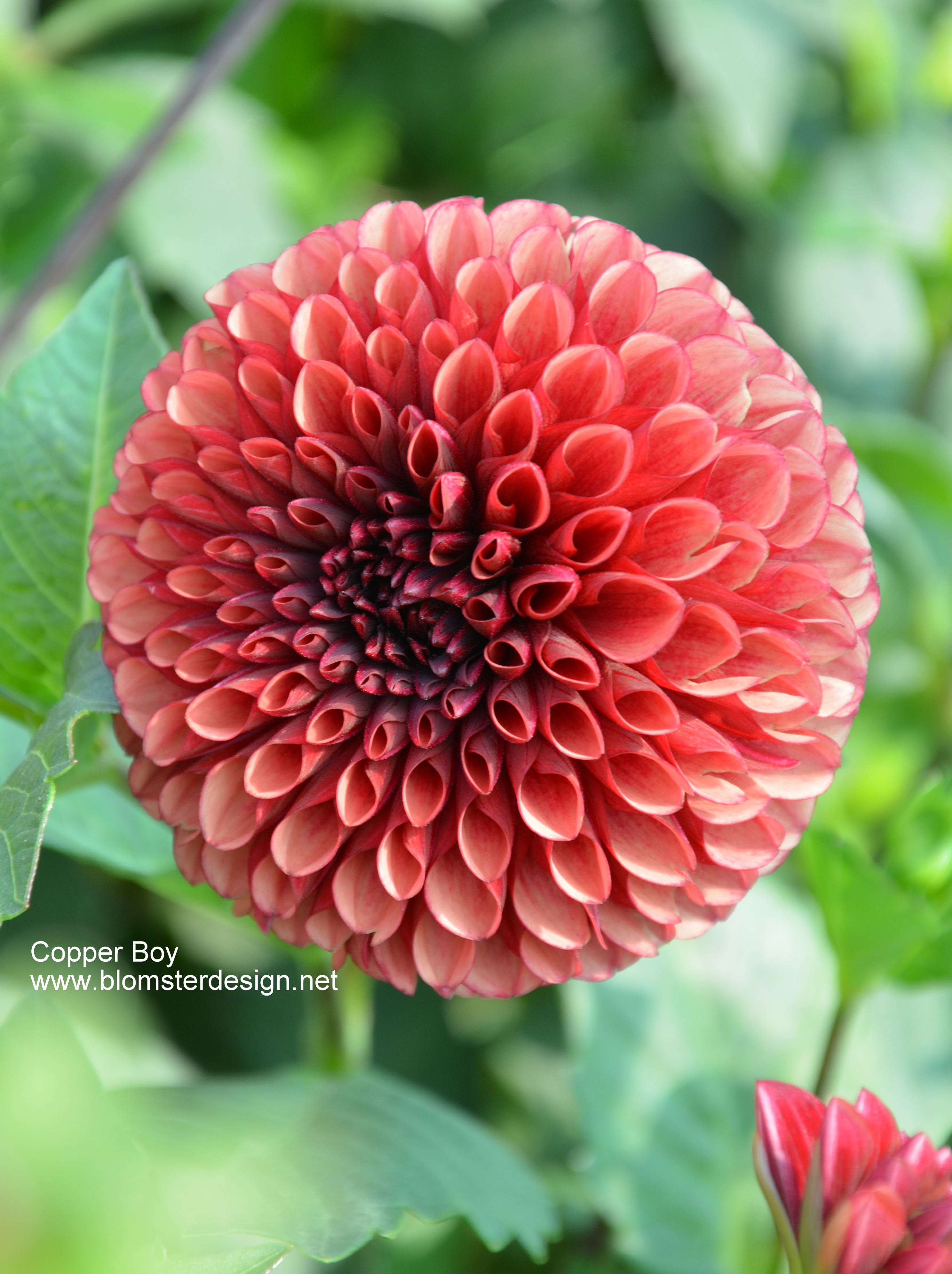 Dahlia Copper Boy 