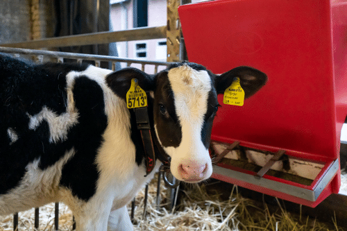Lely Calm concentrate feeder - 2
