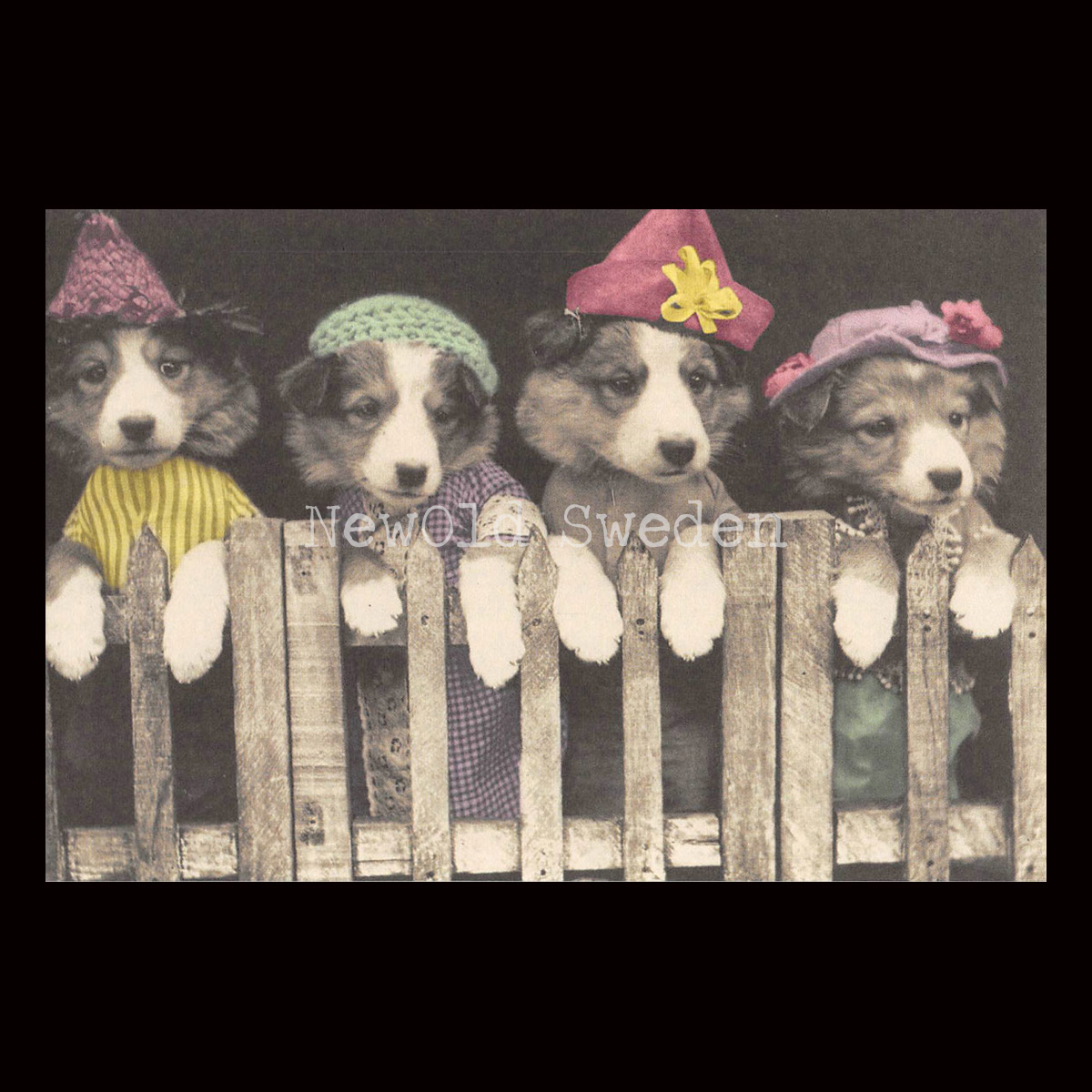 Four Dogs Vintage Vykort Nr: 42 - 10 x 15 cm - 426