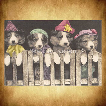 Four Dogs Vintage Vykort Nr: 42 - 10 x 15 cm - 426