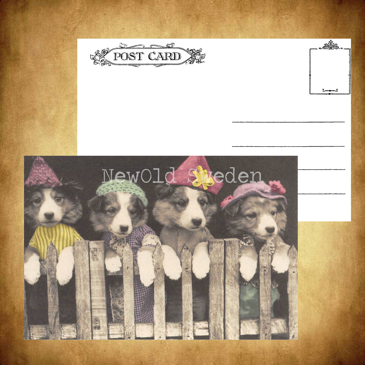 Four Dogs Vintage Vykort Nr: 42 - 10 x 15 cm - 426 - 3