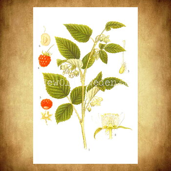 Hallon Vintage Vykort Nr: 52 - 10 x 15 cm - 426