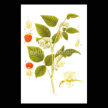 Hallon Vintage Vykort Nr: 52 - 10 x 15 cm - 426