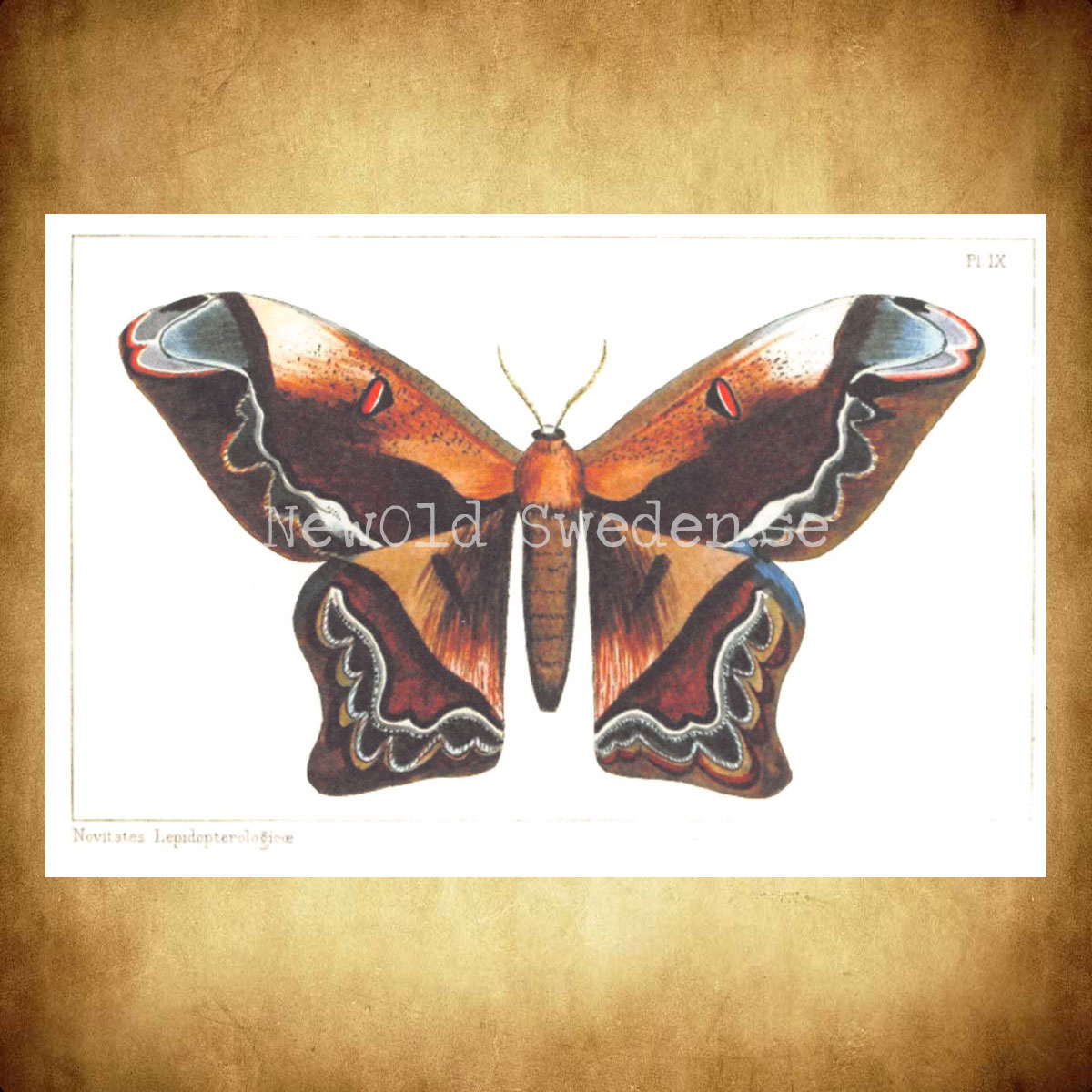 Butterflies Vintage Vykort Nr: 54 - 10 x 15 cm - 426 - 2