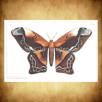 Butterflies Vintage Vykort Nr: 54 - 10 x 15 cm - 426