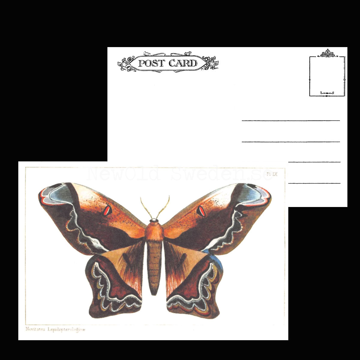Butterflies Vintage Vykort Nr: 54 - 10 x 15 cm - 426 - 3