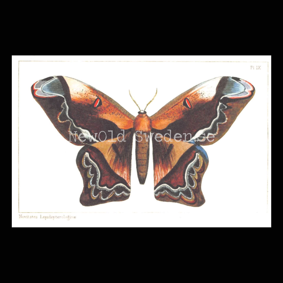 Butterflies Vintage Vykort Nr: 54 - 10 x 15 cm - 426