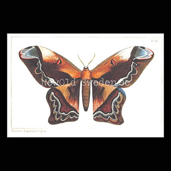 Butterflies Vintage Vykort Nr: 54 - 10 x 15 cm - 426