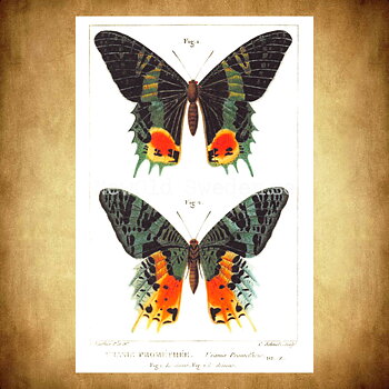 Butterflies Vintage Vykort Nr: 55 - 10 x 15 cm - 426
