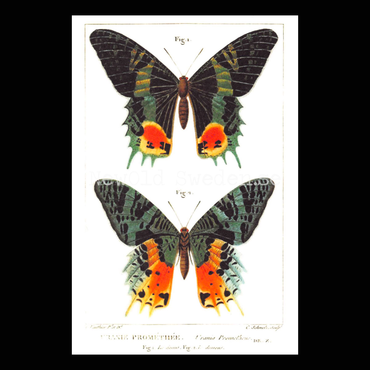 Butterflies Vintage Vykort Nr: 55 - 10 x 15 cm - 426