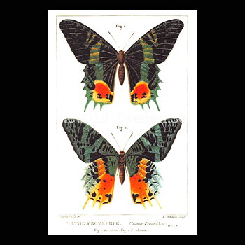 Butterflies Vintage Vykort Nr: 55 - 10 x 15 cm - 426