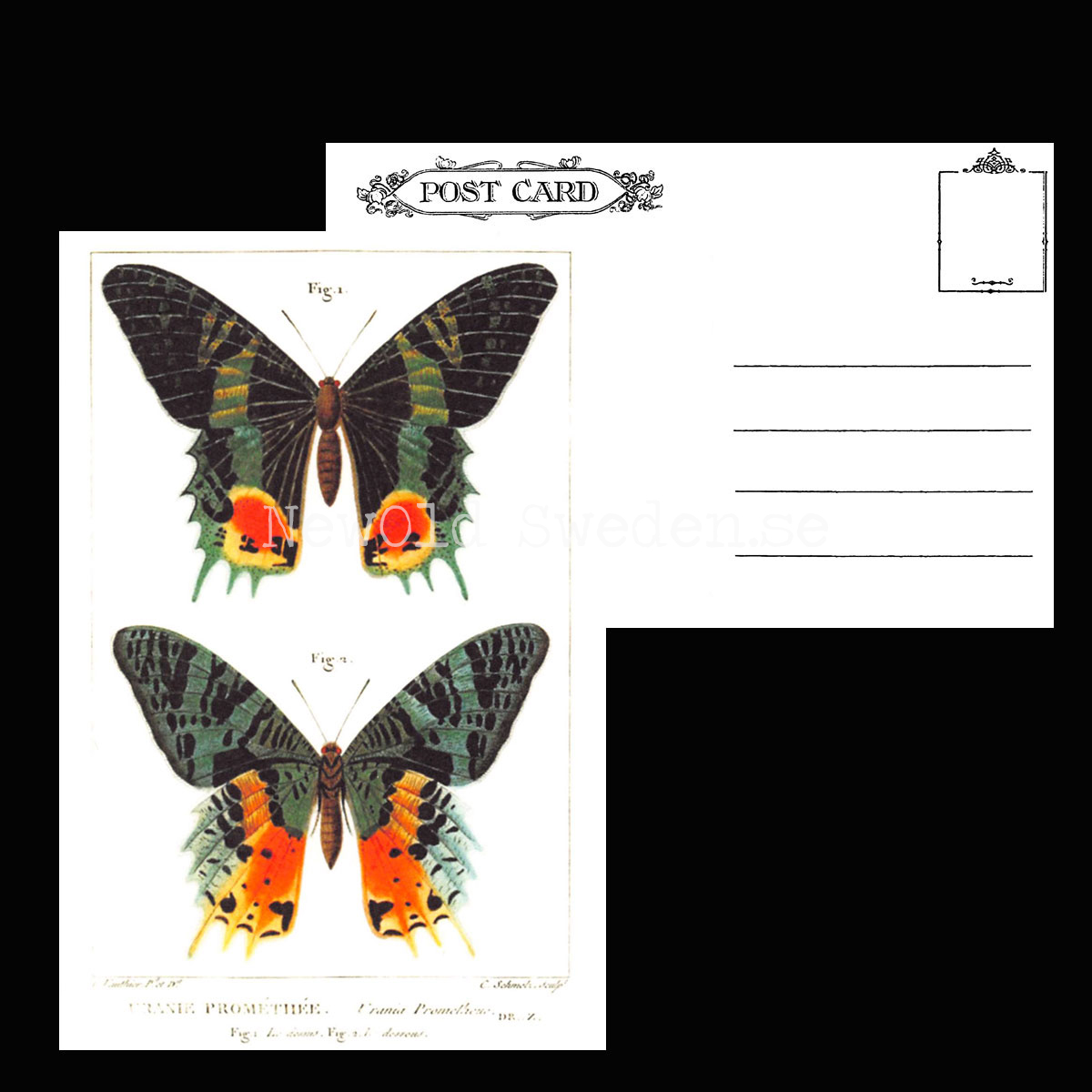Butterflies Vintage Vykort Nr: 55 - 10 x 15 cm - 426 - 3