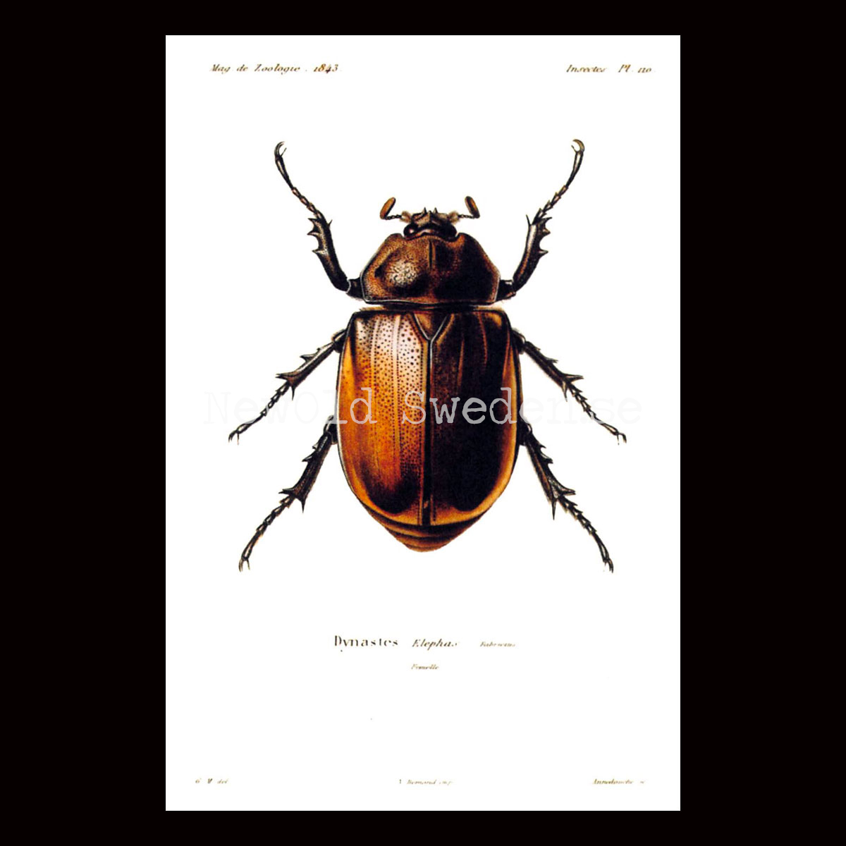Herkulesbagge Dynastes Vintage Vykort Nr: 60 - 10 x 15 cm - 426