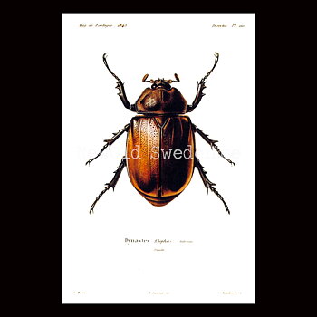 Herkulesbagge Dynastes Vintage Vykort Nr: 60 - 10 x 15 cm - 426