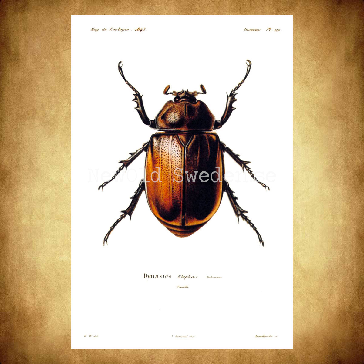 Herkulesbagge Dynastes Vintage Vykort Nr: 60 - 10 x 15 cm - 426 - 2