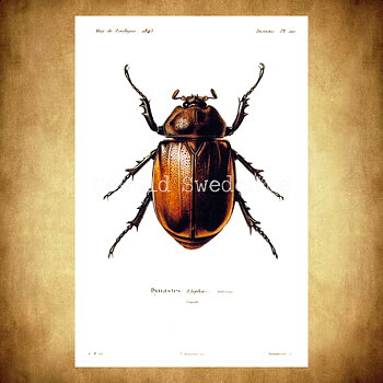 Herkulesbagge Dynastes Vintage Vykort Nr: 60 - 10 x 15 cm - 426