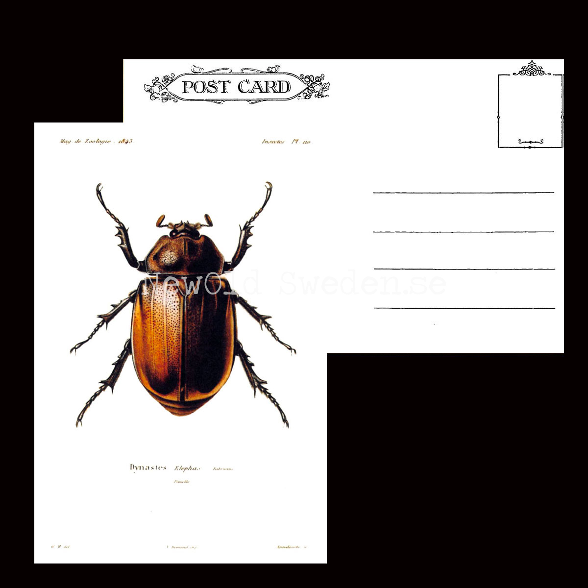 Herkulesbagge Dynastes Vintage Vykort Nr: 60 - 10 x 15 cm - 426 - 3