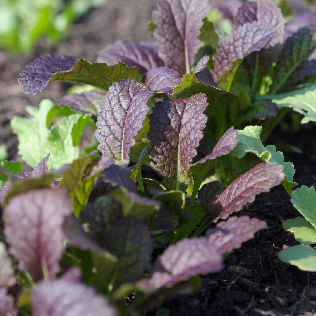 Salladssenap - Red Giant