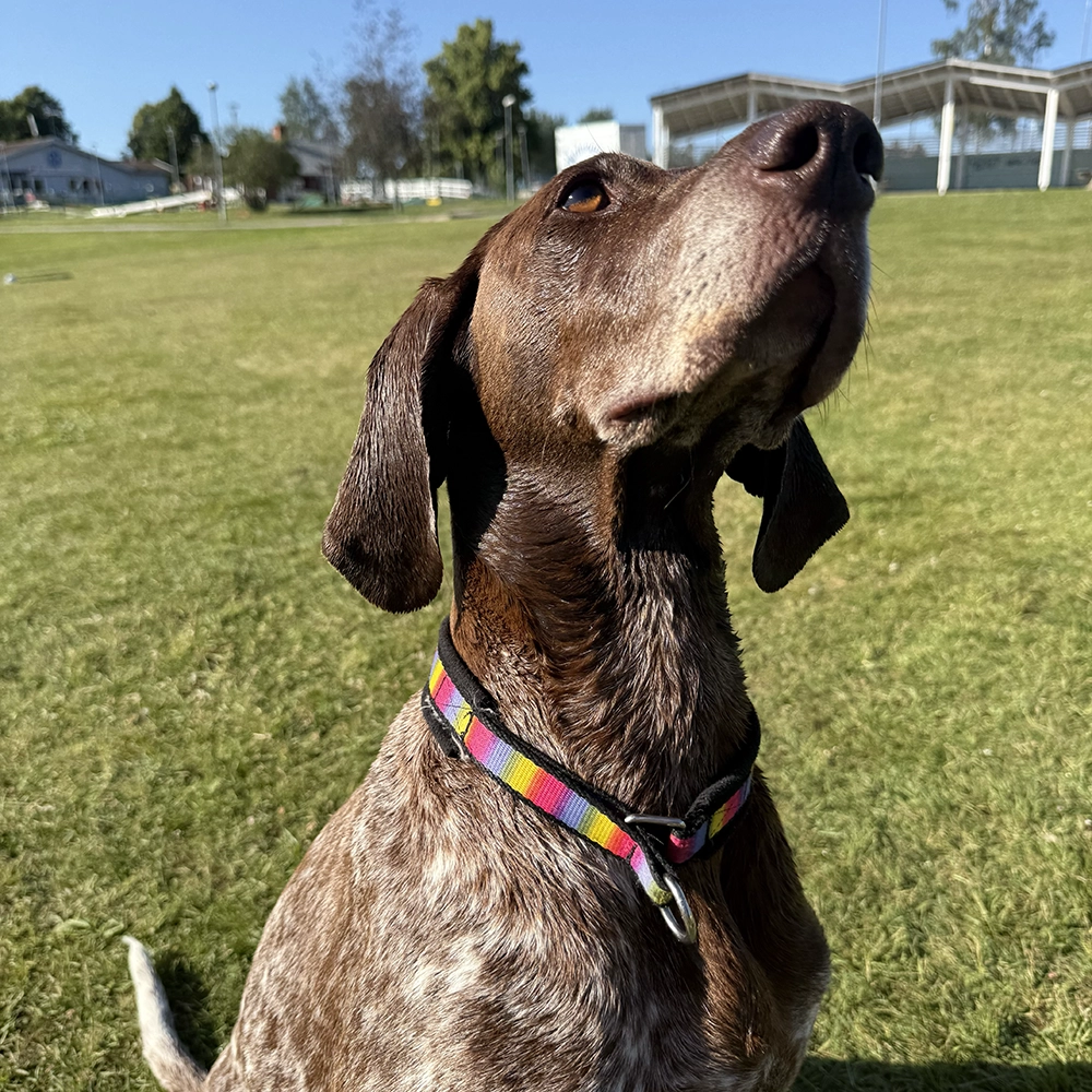 Alac nome collar - rainbow colored - 3