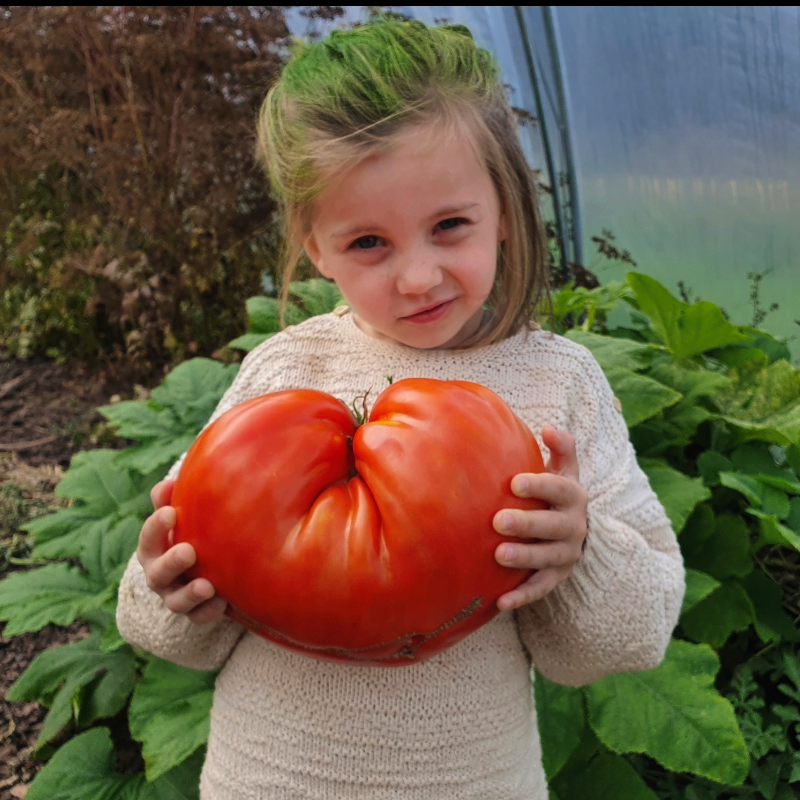 Bifftomat - Homestead