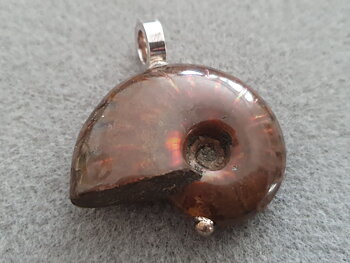 Ammonit fossil hänge med kraftig ögla 925-silver