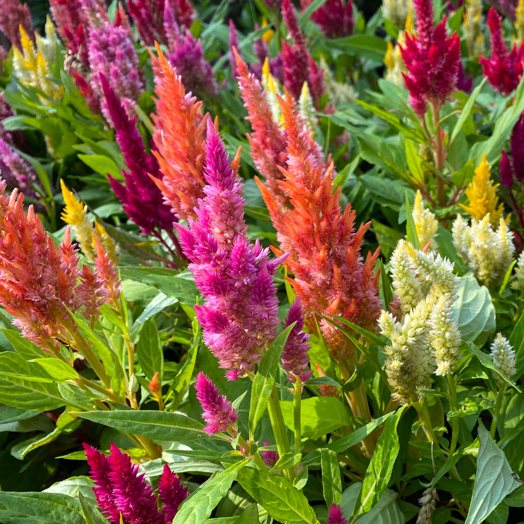 Plymört - Pampas Plume Mix