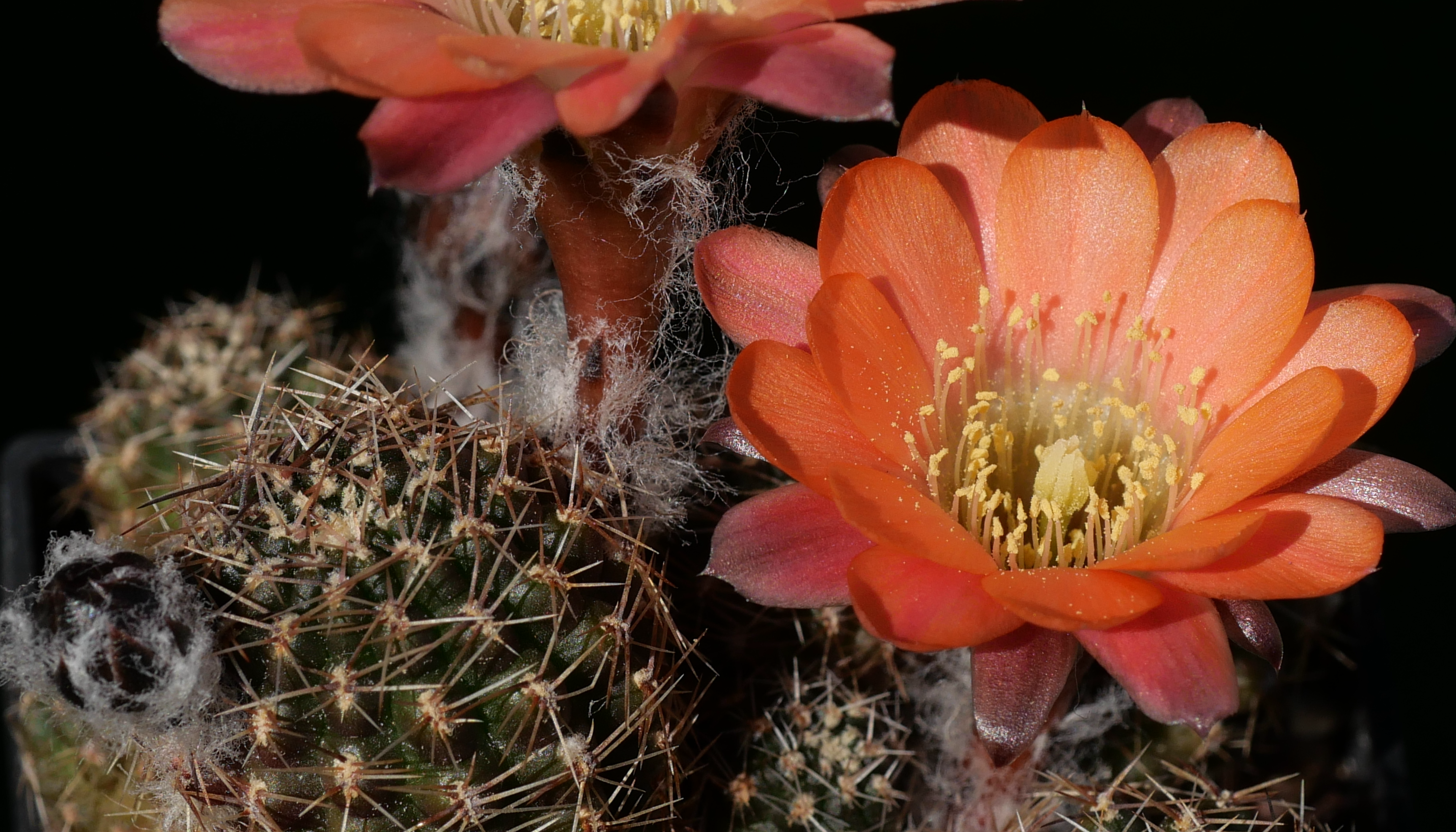 Rebutia pygmaea 'crassa' MN 261